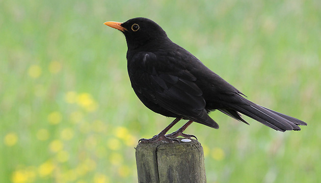 Amsel