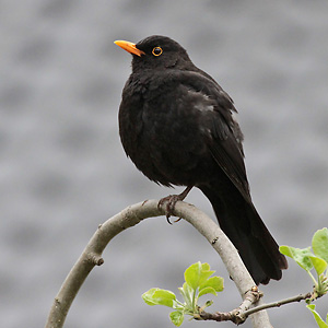 Amsel