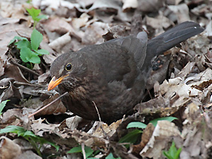 Amsel