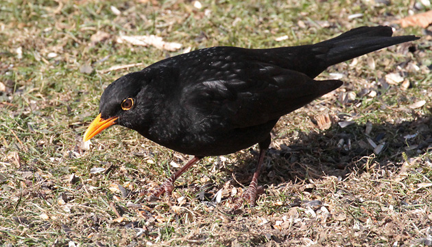 Amsel