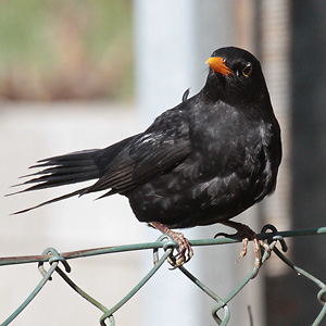 Amsel