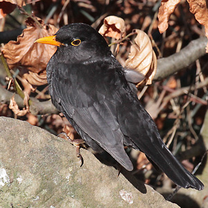 Amsel