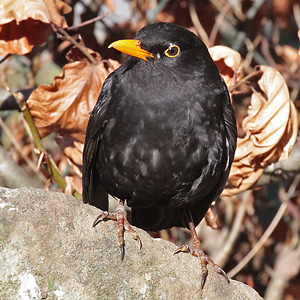 Amsel