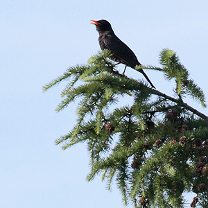Singende Amsel