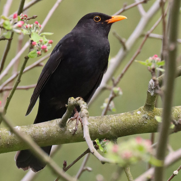 Amsel