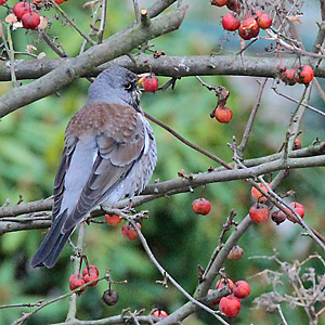 Wacholderdrossel - Turdus pilaris (7.1.2017) Wacholderdrossel