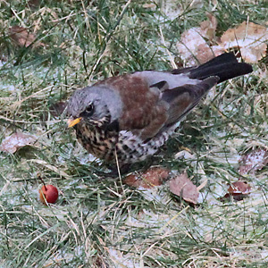 Wacholderdrossel (Turdus pilaris) Wacholderdrossel
