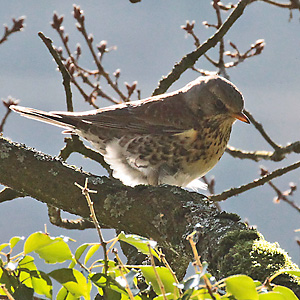 Wacholderdrossel (Turdus pilaris) Wacholderdrossel
