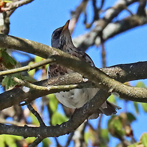 Wacholderdrossel (Turdus pilaris, 14.4.2023) Wacholderdrossel