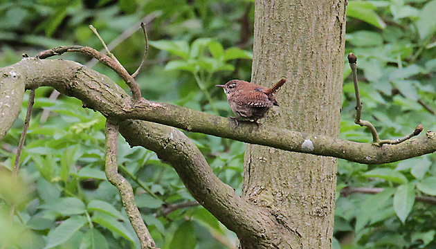 Zaunkönig (Troglodytes troglodytes)