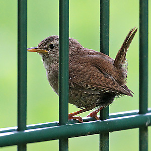 Zaunkönig (Troglodytes troglodytes), SG, 21.5.2017 Zaunkönig