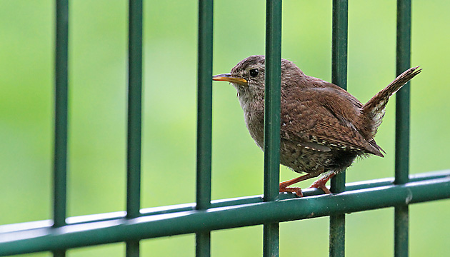 Zaunkönig (Troglodytes troglodytes) Zaunkönig (Troglodytes troglodytes)