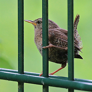 Zaunkönig (Troglodytes troglodytes) Zaunkönig
