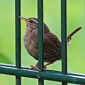 Zaunkönig (Troglodytes troglodytes) Zaunkönig