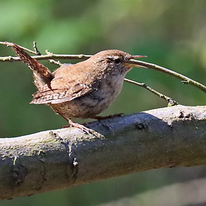 Zaunkönig (Troglodytes troglodytes) Zaunkönig