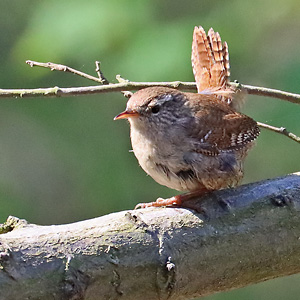 Zaunkönig (Troglodytes troglodytes) Zaunkönig