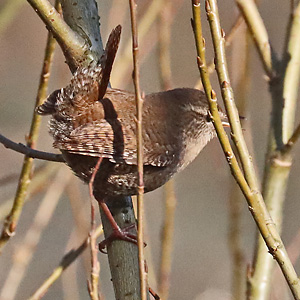 Zaunkönig (Troglodytes troglodytes) Zaunkönig
