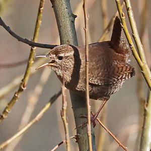 Zaunkönig (Troglodytes troglodytes) Zaunkönig