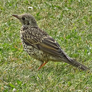 Junge Misteldrossel, Foto: T. Krüger (7.6.2023) Misteldrossel (Turdus viscivorus)