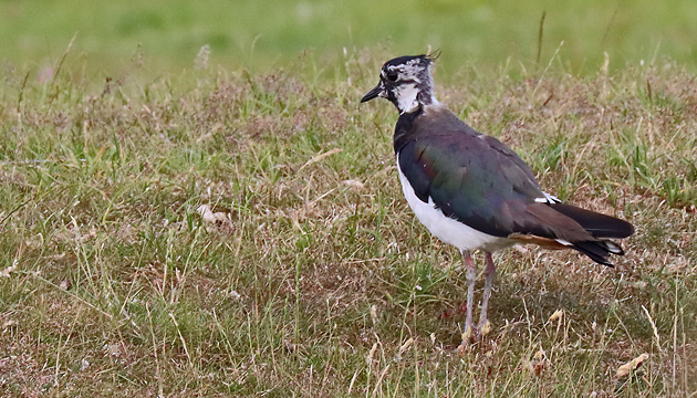 Kiebitz (Vanellus vanellus)