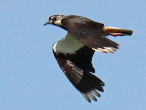 Kiebitz (Vanellus vanellus, 16.7.2024) Kiebitz-Foto