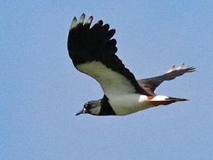 Kiebitz (Vanellus vanellus, 16.7.2024) Kiebitz-Foto