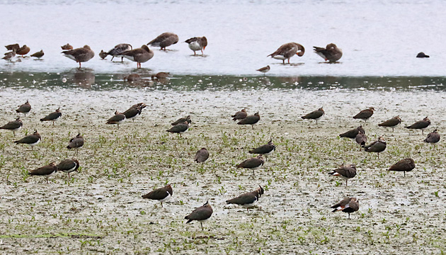 Kiebitze (Vanellus vanellus, 24.8.2024) Kiebitze (Vanellus vanellus)