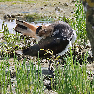 Kiebitz (Vanellus vanellus, 29.7.2025) Kiebitz