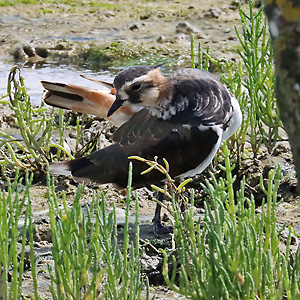 Kiebitz (Vanellus vanellus, 29.7.2025) Kiebitz