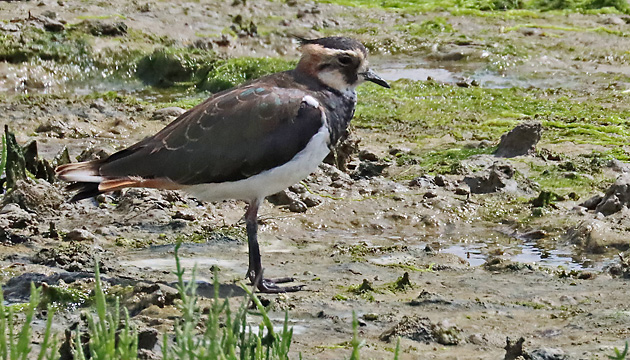 Kiebitze (Vanellus vanellus, 29.7.2025) Kiebitz (Vanellus vanellus)
