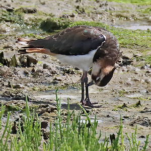 Kiebitz (Vanellus vanellus, 29.7.2025) Kiebitz