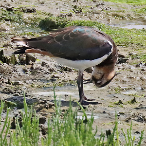 Kiebitz (Vanellus vanellus, 29.7.2025) Kiebitz