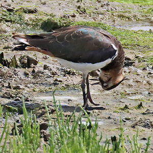 Kiebitz (Vanellus vanellus, 29.7.2025) Kiebitz