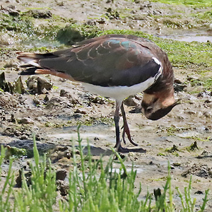 Kiebitz (Vanellus vanellus, 29.7.2025) Kiebitz