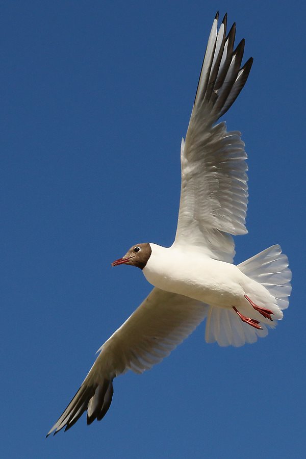 Fliegende Lachm&ouml;we