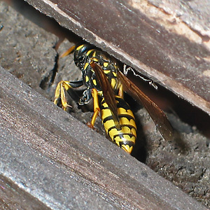 Polistes dominula