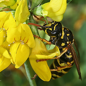 Polistes dominula, W