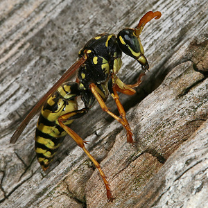 Polistes dominula, W
