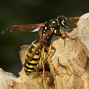 Polistes dominula, W