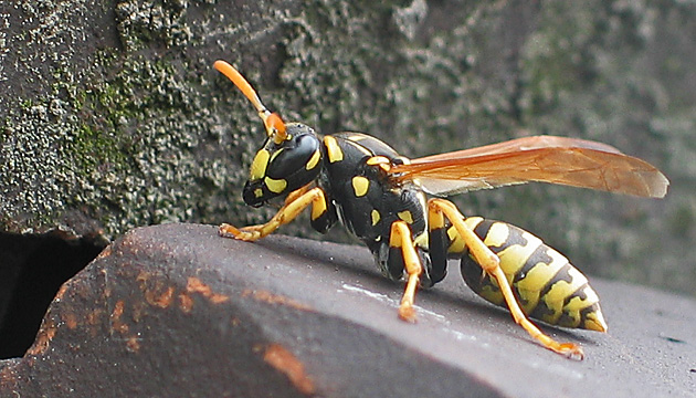 Polistes dominula