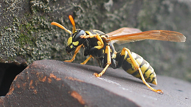 Polistes dominula