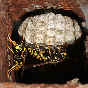 Polistes dominula, W