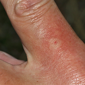 Polistes nimpha: Stich