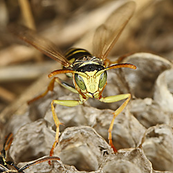 Feldwespe: Polistes nimpha Polistes nimpha