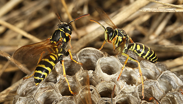 Nest der Feldwespe Polistes nimpha Nest der Feldwespe Polistes nimpha