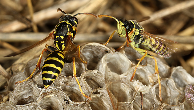 Nest der Feldwespe Polistes nimpha Nest der Feldwespe Polistes nimpha