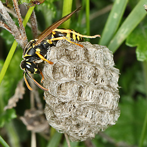 Polistes nimpha, W Polistes nimpha, W