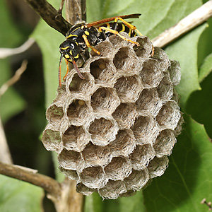 Polistes nimpha, W Polistes nimpha, W