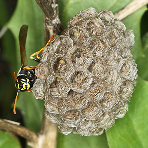 Polistes nimpha, W Polistes nimpha, W