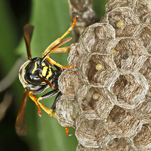 Polistes nimpha, W Polistes nimpha, W